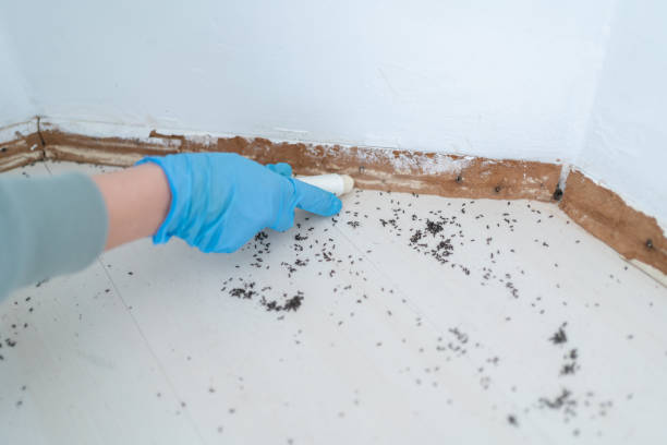 Best Termite Control Services  in Acworth, GA